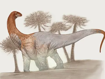 Ilustración Chucarosaurus Ilustración Chucarosaurus