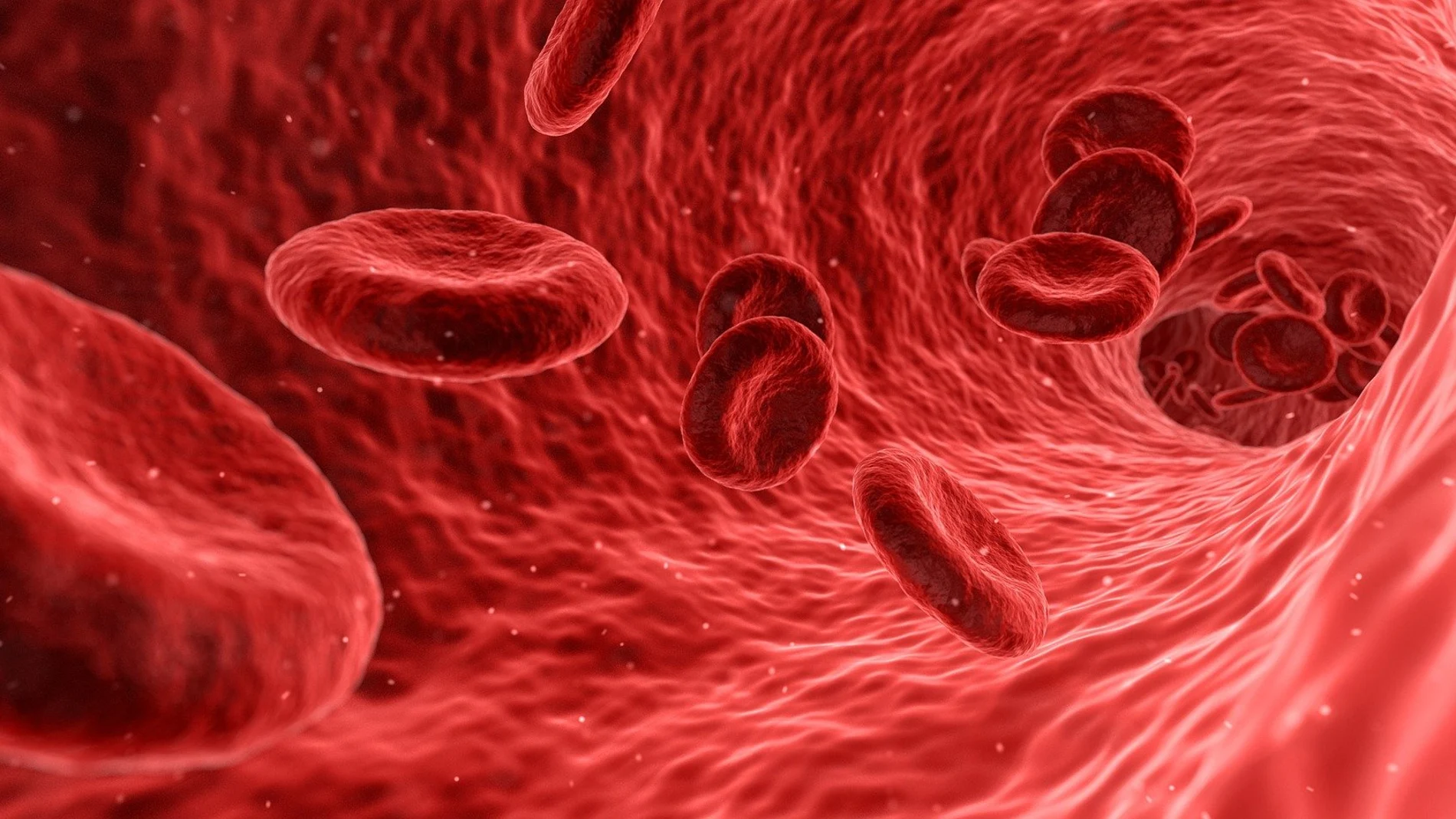 Imagen de archivo que muestra el interior de las arterias.