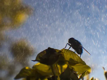 Cómo afecta la lluvia a la aparición de insectos Cómo afecta la lluvia a la aparición de insectos
