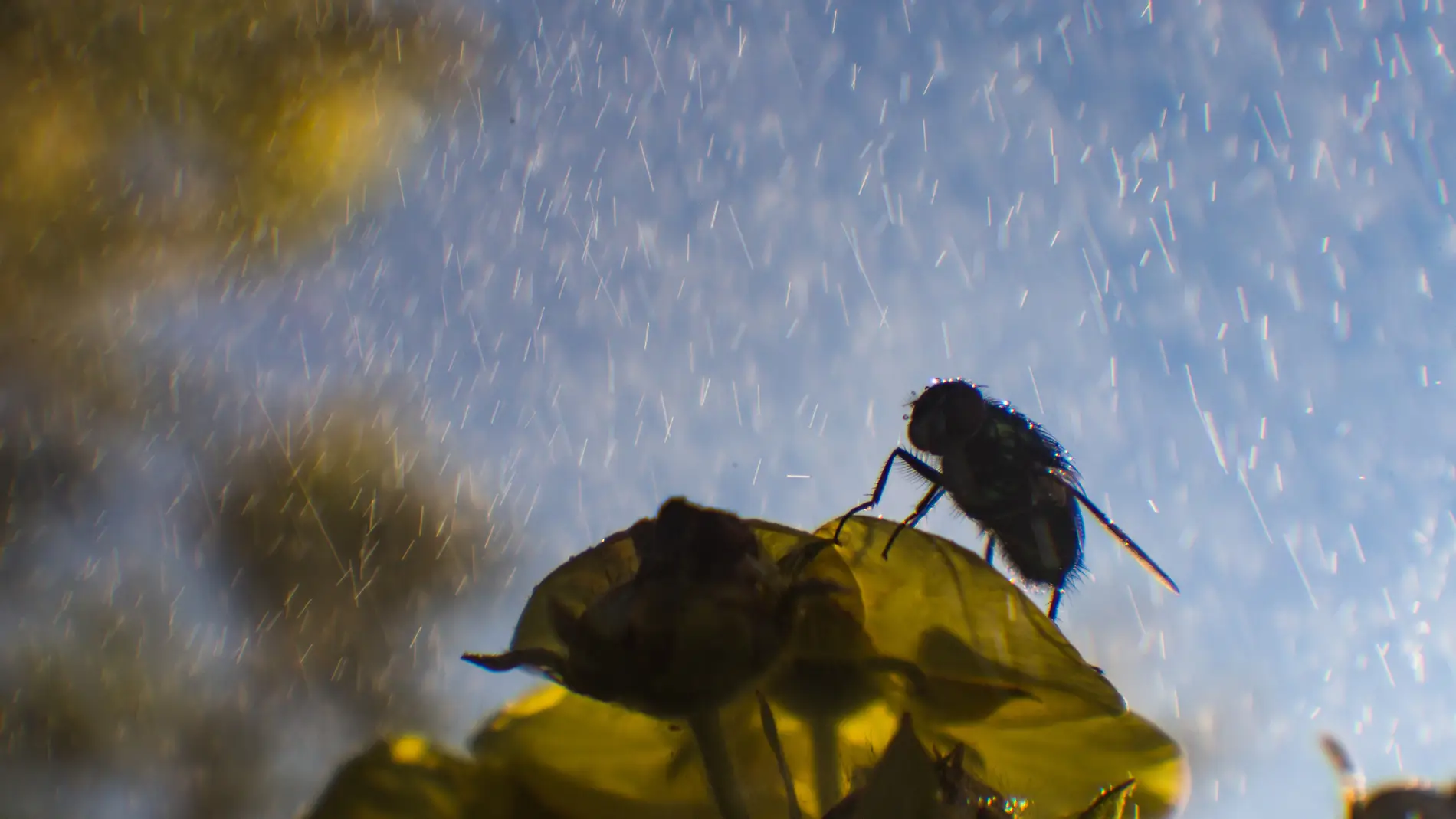 Cómo afecta la lluvia a la aparición de insectos