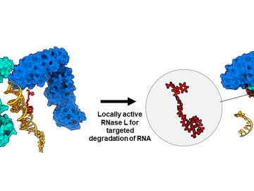La molécula 'quimera' RiboTAC degrada un ARN oncogénico