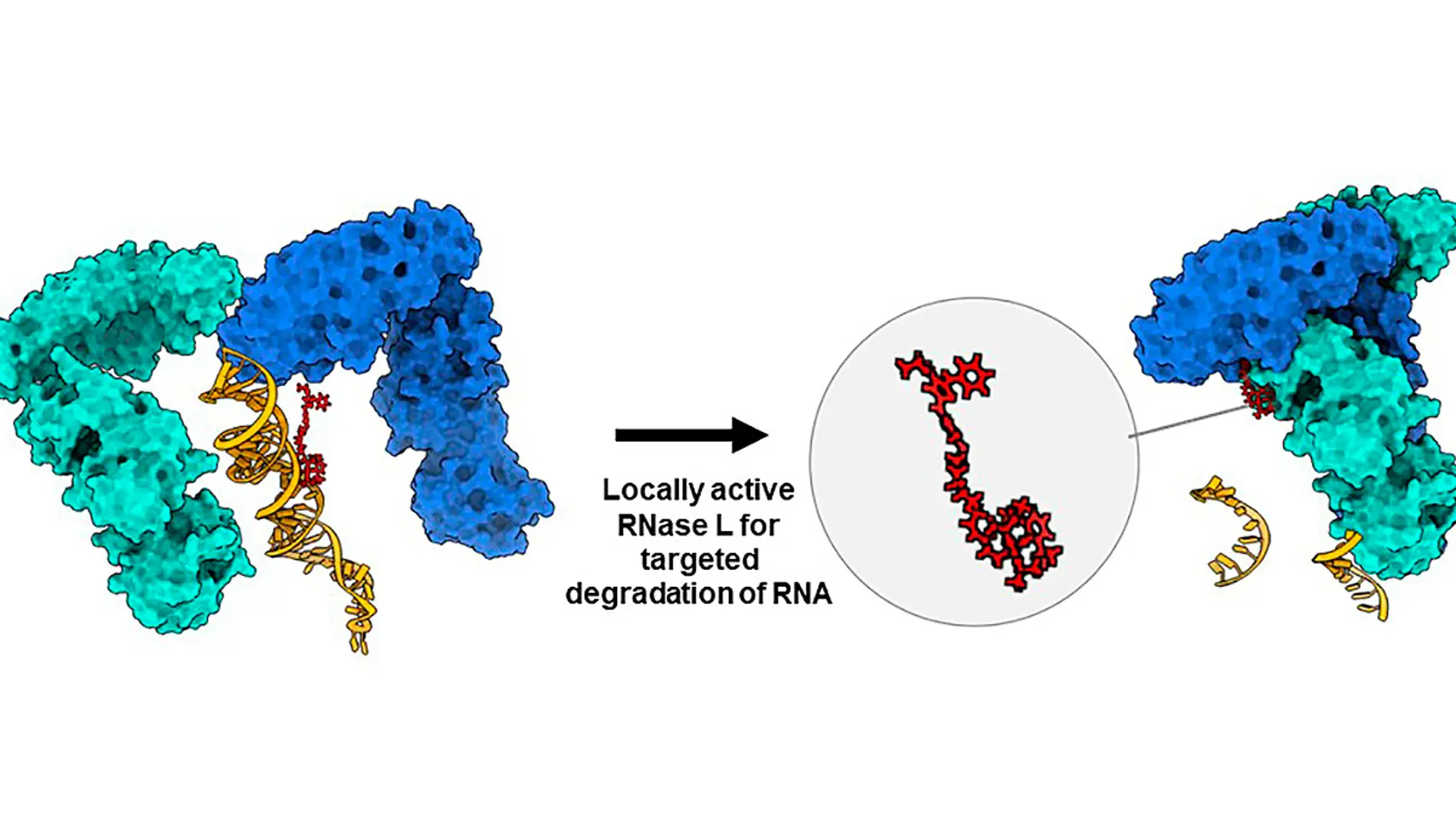 La molécula &#39;quimera&#39; RiboTAC degrada un ARN oncogénico
