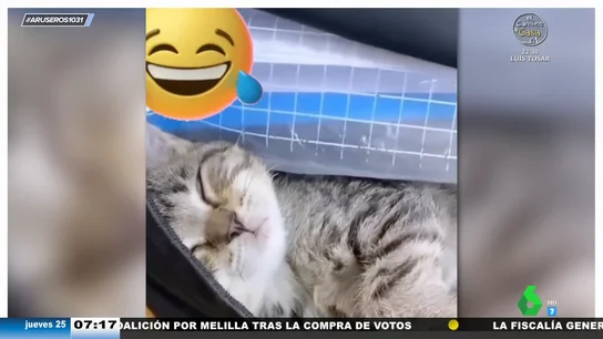 Descubre que su gato se ha quedado dormido dentro de su mochila cuando ya está en clase Descubre que su gato se ha quedado dormido dentro de su mochila cuando ya está en clase