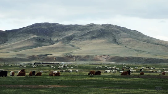Ganado pastando en Mongolia. Ganado pastando en Mongolia.