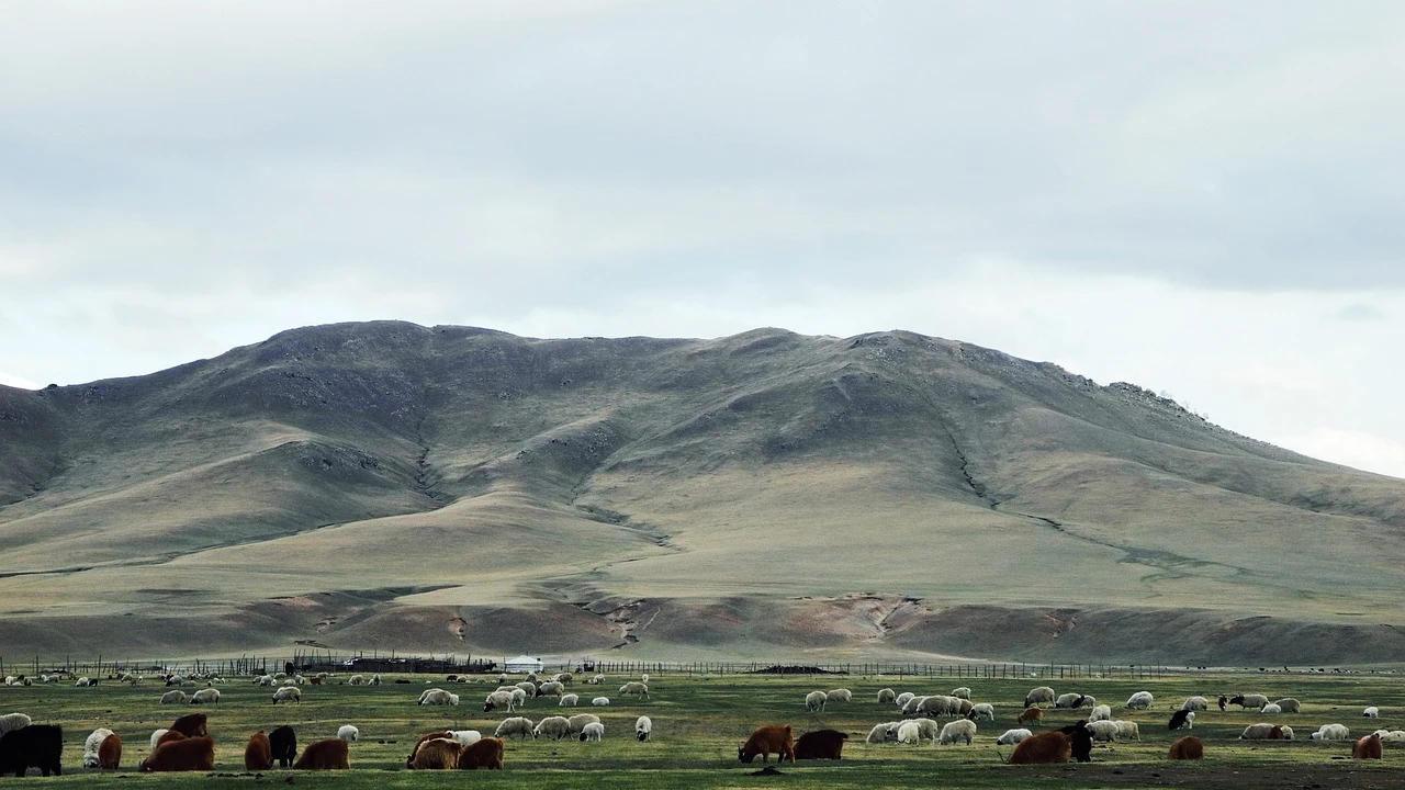 Ganado pastando en Mongolia.