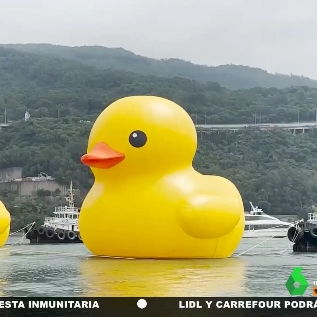Vuelve el pato de goma gigante a las aguas del puerto de Japón 10