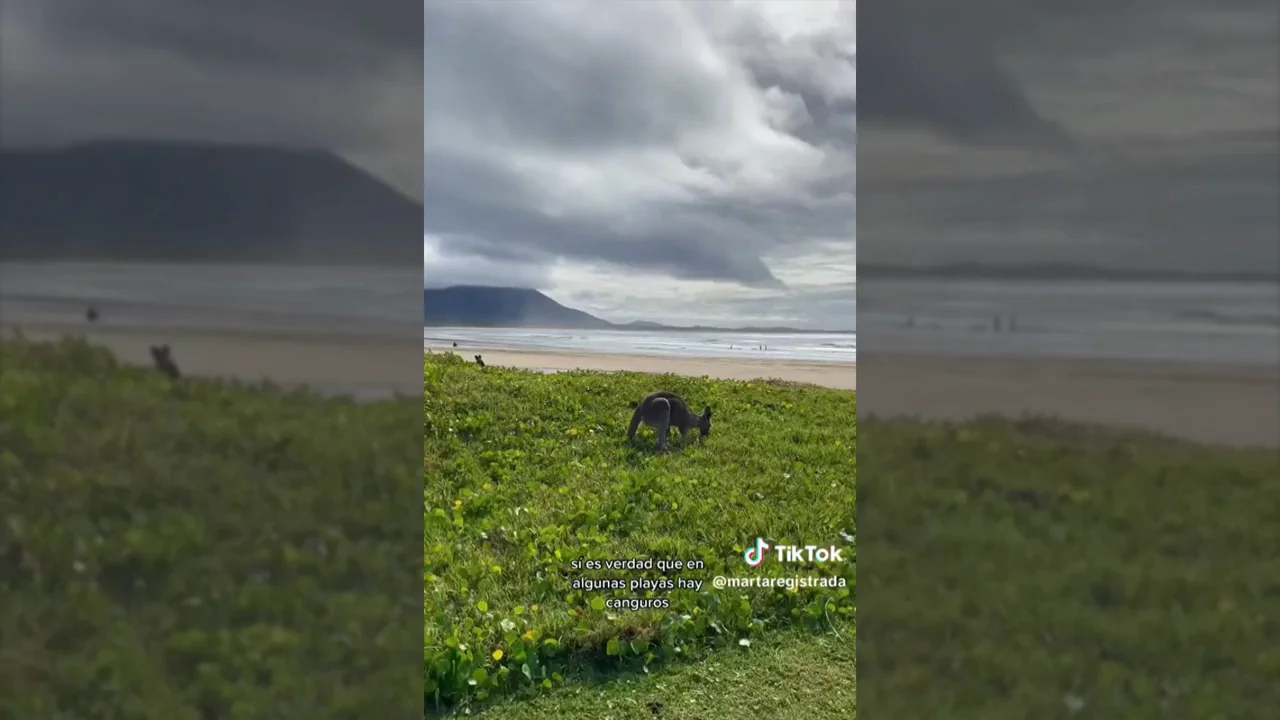 Una joven española cuenta en TikTok lo que te puedes encontrar en las playas de Australia: "Hay canguros y tiburones" Una joven española cuenta en TikTok lo que te puedes encontrar en las playas de Australia: "Hay canguros y tiburones"