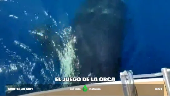En el estrecho de Gibraltar y la costa gallega se han dado varios casos de orcas que golpean fuertemente a los veleros. Para minimizar estos encuentros, y proteger también a los animales, el Gobierno ha impulsado el marcaje satelital de las orcas. En el estrecho de Gibraltar y la costa gallega se han dado varios casos de orcas que golpean fuertemente a los veleros. Para minimizar estos encuentros, y proteger también a los animales, el Gobierno ha impulsado el marcaje satelital de las orcas.