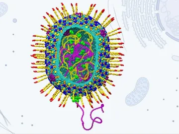 Estructura del vector artificial diseñado a partir del virus bacteriófago T4 Estructura del vector artificial diseñado a partir del virus bacteriófago T4