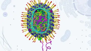 Estructura del vector artificial diseñado a partir del virus bacteriófago T4