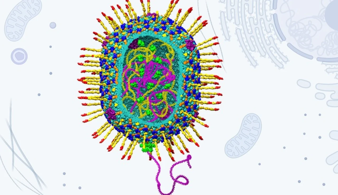 Estructura del vector artificial diseñado a partir del virus bacteriófago T4