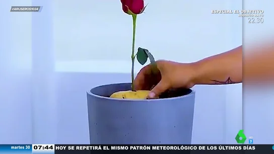 El truco para conseguir que de una rosa crezcan muchas otras (con miel y una patata) El truco para conseguir que de una rosa crezcan muchas otras (con miel y una patata)