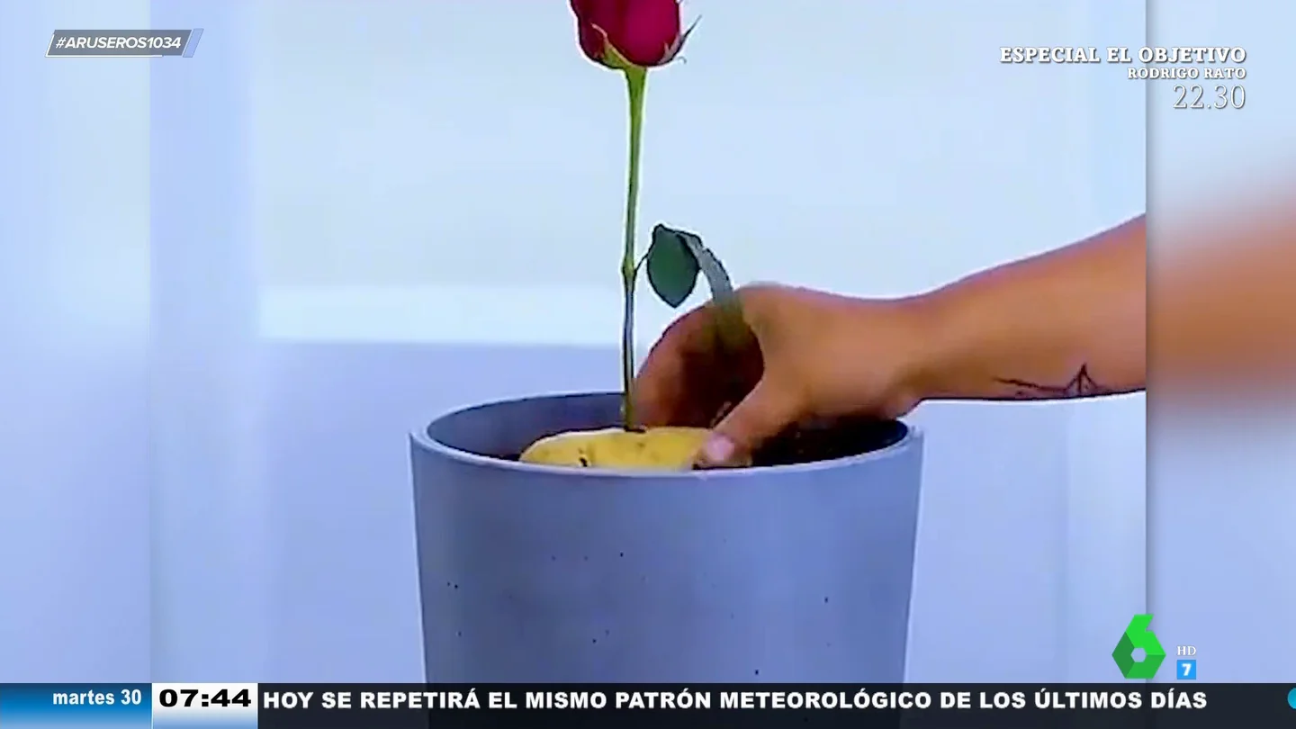 El truco para conseguir que de una rosa crezcan muchas otras (con miel y una patata) El truco para conseguir que de una rosa crezcan muchas otras (con miel y una patata)