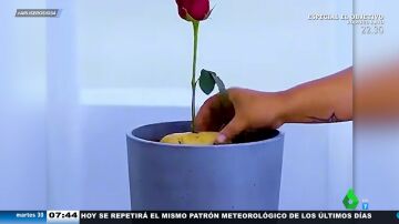 El truco para conseguir que de una rosa crezcan muchas otras (con miel y una patata)