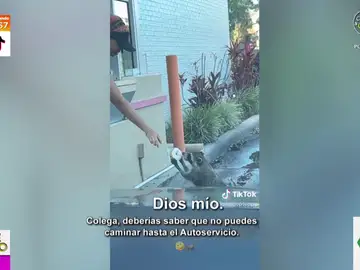 La entrañable escena que protagoniza un mapache en el parking de una cadena de donuts en Florida