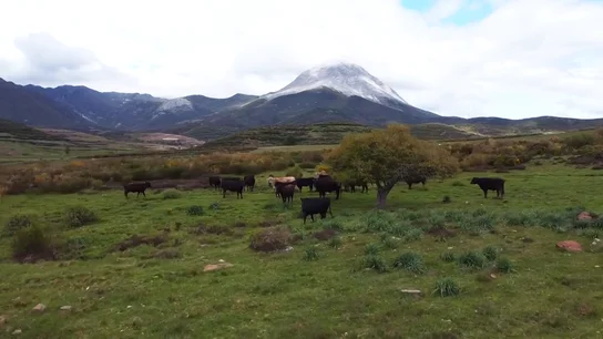 Los montes de León, patrimonio para la ONU por su apuesta sostenible en la agricultura, la ganadería y el desarrollo rural Los montes de León, patrimonio para la ONU por su apuesta sostenible en la agricultura, la ganadería y el desarrollo rural