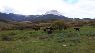 Los montes de León, patrimonio para la ONU por su apuesta sostenible en la agricultura, la ganadería y el desarrollo rural