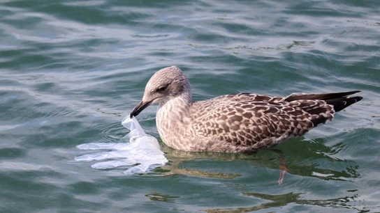 La 'pandemia' del plástico: cada año se vierten a mares y océanos el equivalente al peso de 2.200 torres Eiffel La 'pandemia' del plástico: cada año se vierten a mares y océanos el equivalente al peso de 2.200 torres Eiffel