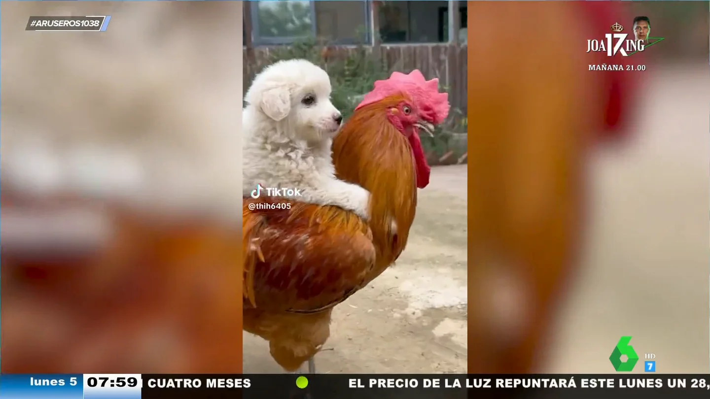 El vídeo viral que no te esperabas: un gallo lleva a caballo a un cachorrito de perro El vídeo viral que no te esperabas: un gallo lleva a caballo a un cachorrito de perro