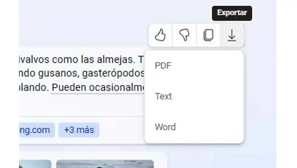 Exportando chats desde Bing