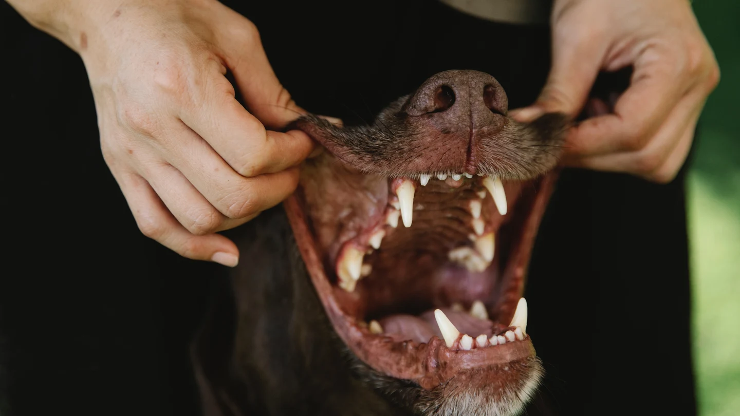 Unas manos sujetando la boca de un perro Unas manos sujetando la boca de un perro