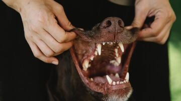 Unas manos sujetando la boca de un perro
