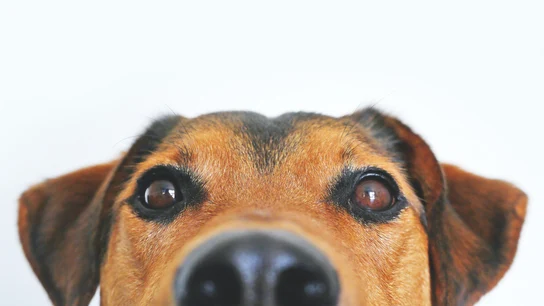 La cabeza de un perrito en primer plano La cabeza de un perrito en primer plano