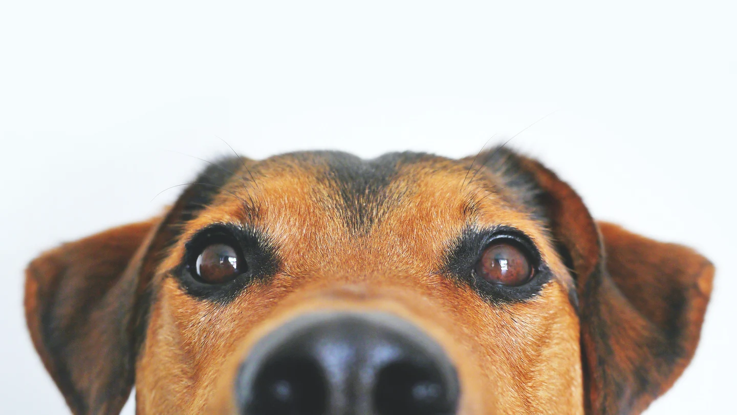 La cabeza de un perrito en primer plano La cabeza de un perrito en primer plano