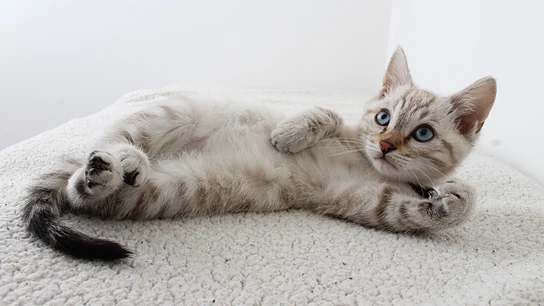 Un gatito con los ojos azules tumbado sobre una alfombra Un gatito con los ojos azules tumbado sobre una alfombra