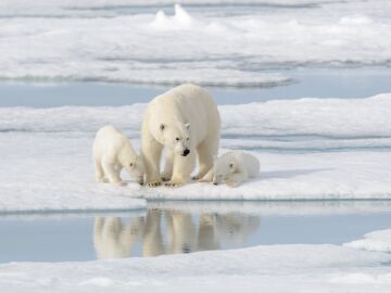 El Artico se quedara sin hielo marino en verano en la decada de 2030