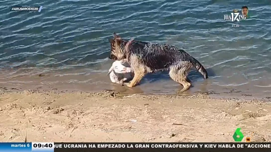 Un perro pastor rescata a un cordero que se estaba ahogando en un río Un perro pastor rescata a un cordero que se estaba ahogando en un río