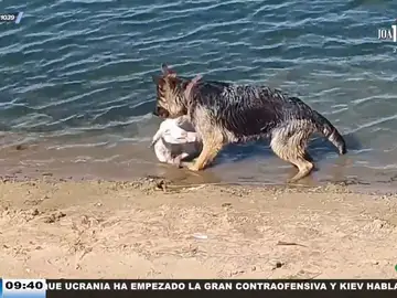 Un perro pastor rescata a un cordero que se estaba ahogando en un río