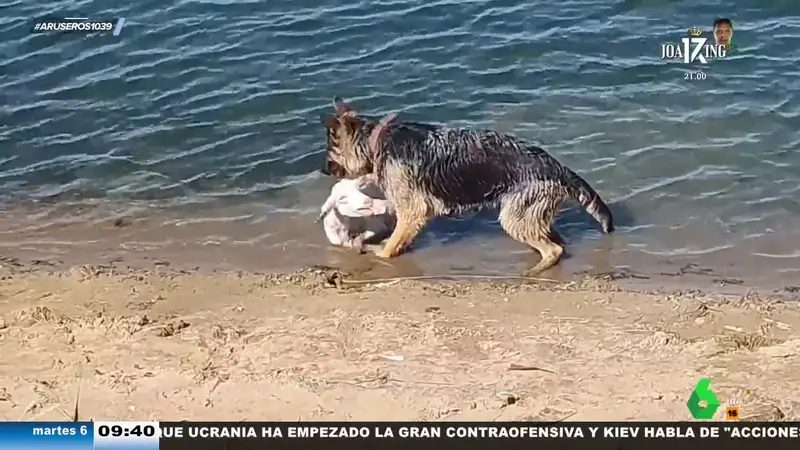 Un perro pastor rescata a un cordero que se estaba ahogando en un río