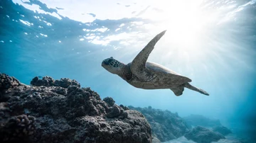 Una tortuga nadando en el mar