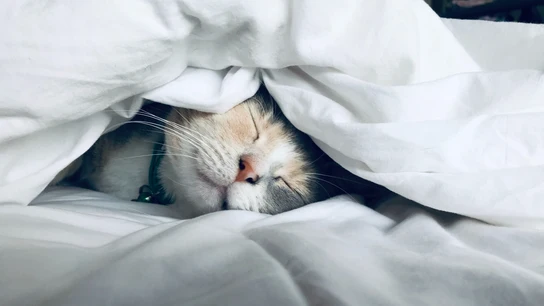 Un gato durmiendo dentro de una cama Un gato durmiendo dentro de una cama