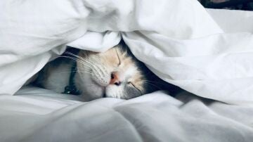 Un gato durmiendo dentro de una cama