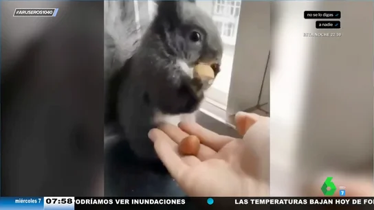 El vídeo viral de una inteligente ardilla que ofrece a una chica semillas del bosque a cambio de almendras El vídeo viral de una inteligente ardilla que ofrece a una chica semillas del bosque a cambio de almendras