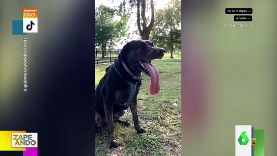 La asombrosa peculiaridad de una perra que consigue un récord Guinness: "Para guardar eso necesitas un garaje" La asombrosa peculiaridad de una perra que consigue un récord Guinness: "Para guardar eso necesitas un garaje"