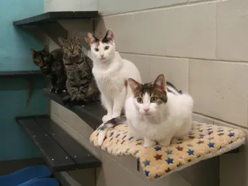 Imagen de cuatro gatas subidas a una mesa en un laboratorio Imagen de cuatro gatas subidas a una mesa en un laboratorio