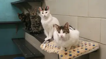 Imagen de cuatro gatas subidas a una mesa en un laboratorio