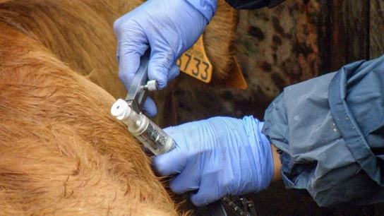 Fotografía del proceso saneamiento de ganado para detectar enfermedades como la tuberculosis Fotografía del proceso saneamiento de ganado para detectar enfermedades como la tuberculosis