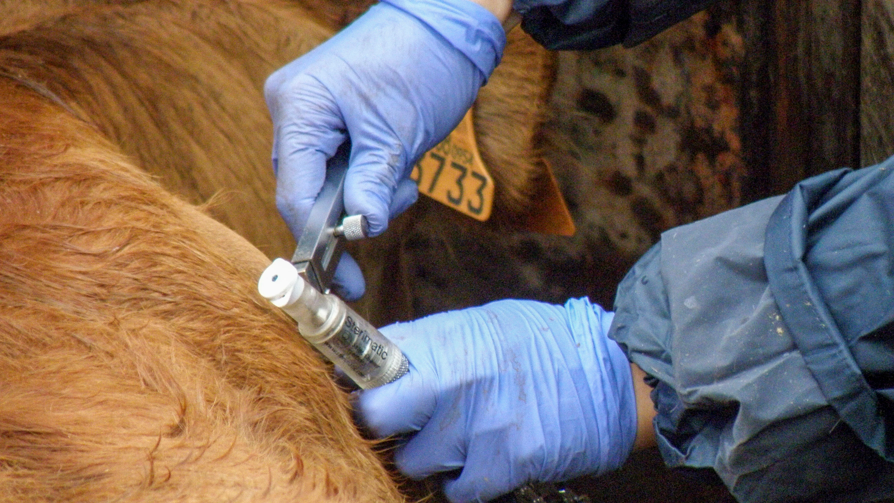 Fotografía del proceso saneamiento de ganado para detectar enfermedades como la tuberculosis