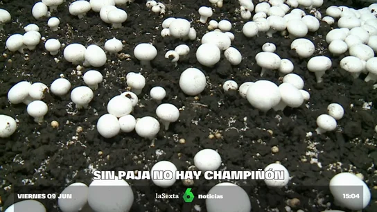 CHAMPI Y PAJA CHAMPI Y PAJA