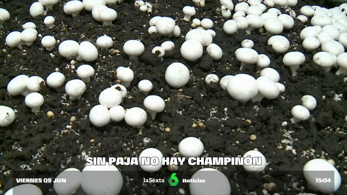 CHAMPI Y PAJA CHAMPI Y PAJA