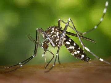 chikungunya, mosquito tigre chikungunya, mosquito tigre