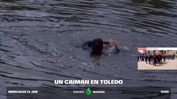 CAIMÁN TOLEDO
