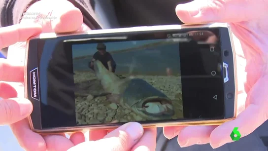 El negocio millonario tras la pesca del siluro, una especie invasora convertida en rey del Ebro El negocio millonario tras la pesca del siluro, una especie invasora convertida en rey del Ebro