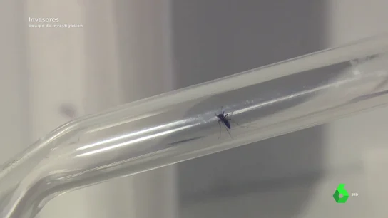 Cómo distinguir un mosquito común de un mosquito tigre, responsable de miles de muertes Cómo distinguir un mosquito común de un mosquito tigre, responsable de miles de muertes