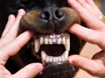 Un perro de la raza Rottweiler enseña sus dientes