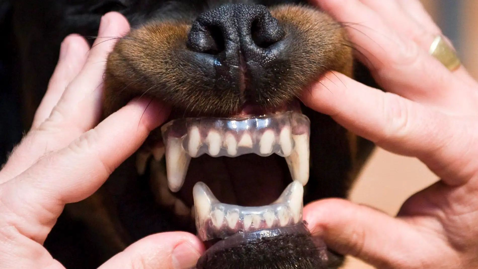 Un perro de la raza Rottweiler enseña sus dientes